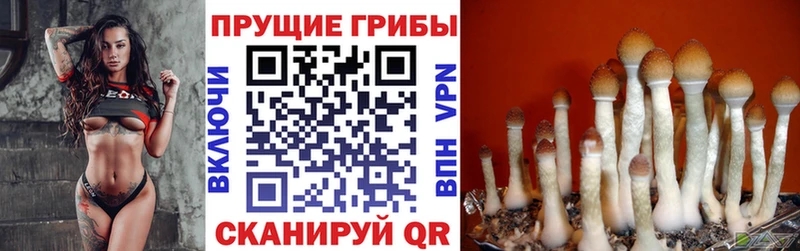 Галлюциногенные грибы Psilocybine cubensis  Курлово 